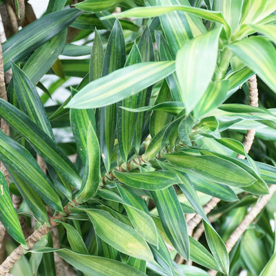 Full Size Dracaena Reflexa - Pafe Plants