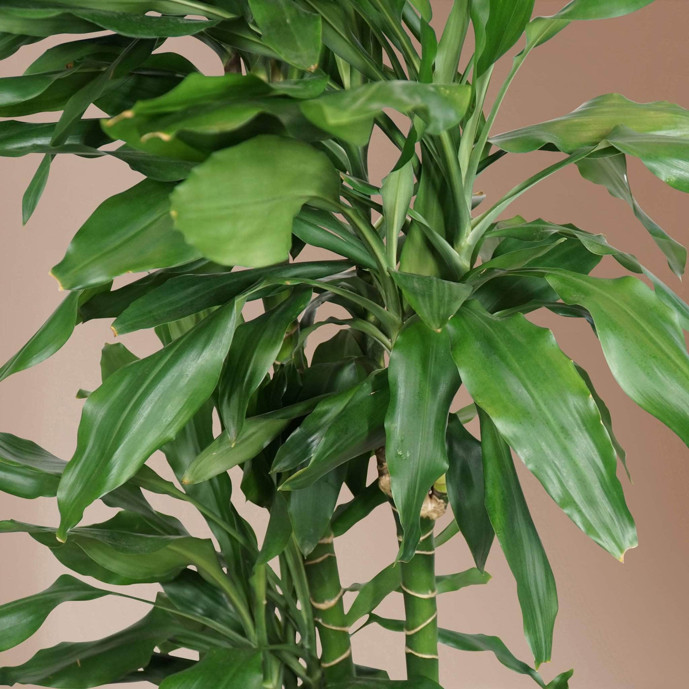 Large Dracaena Janet Lind - Pafe Plants 2