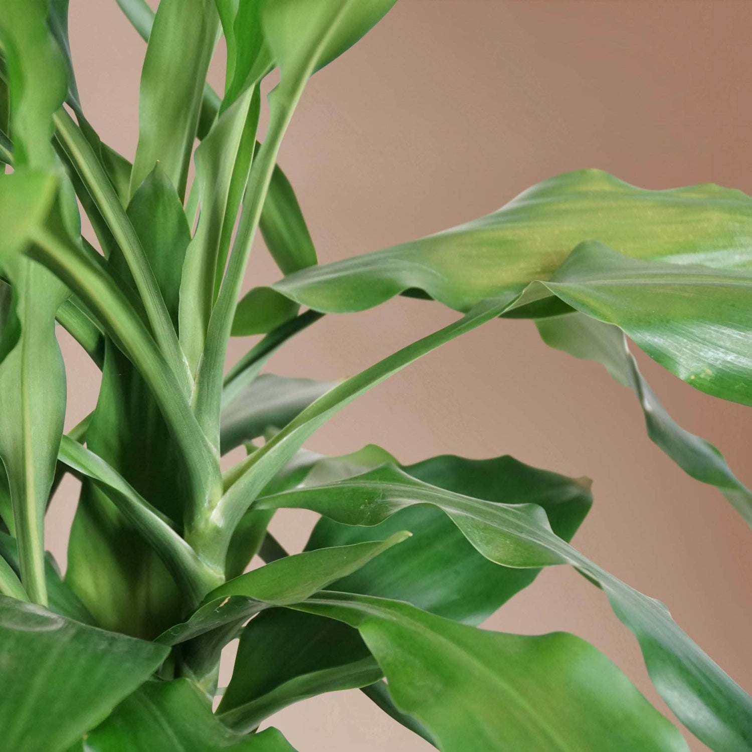 Large Dracaena Janet Lind