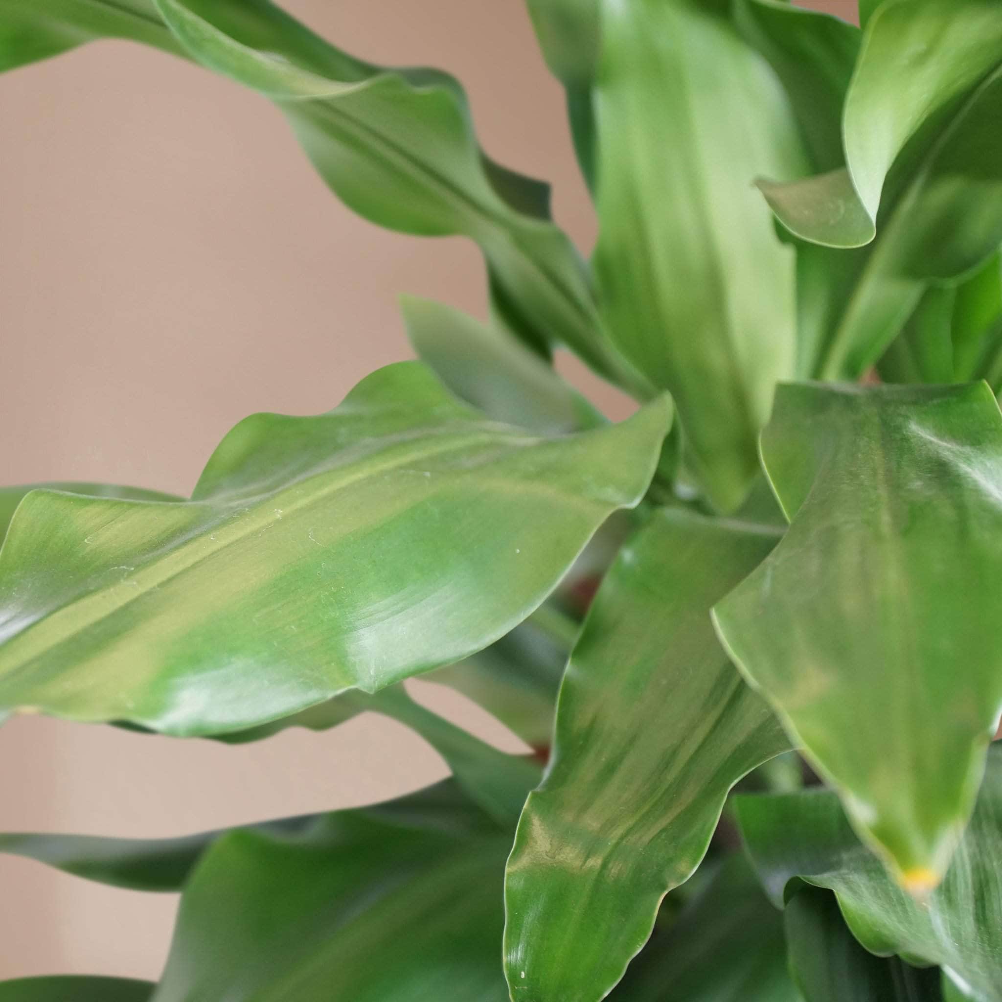 3-5 FT Dracaena Janet Lind – Dahing Plants