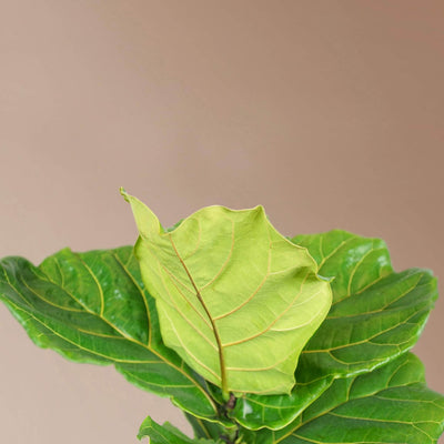 Large Fiddle Leaf Fig Pole - Pafe Plants 2