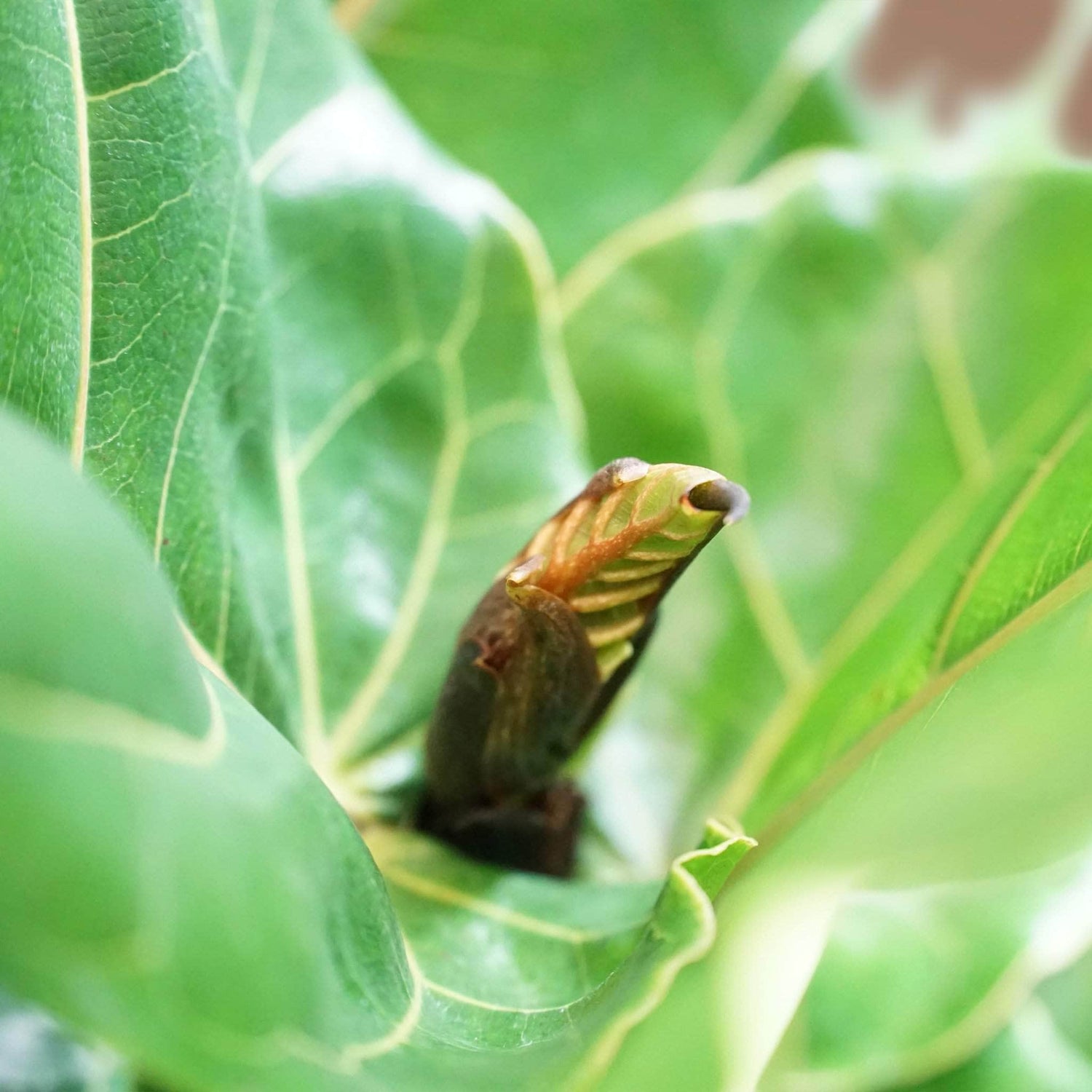 fiddle leaf fig support stick Large Fiddle Leaf Fig Pole