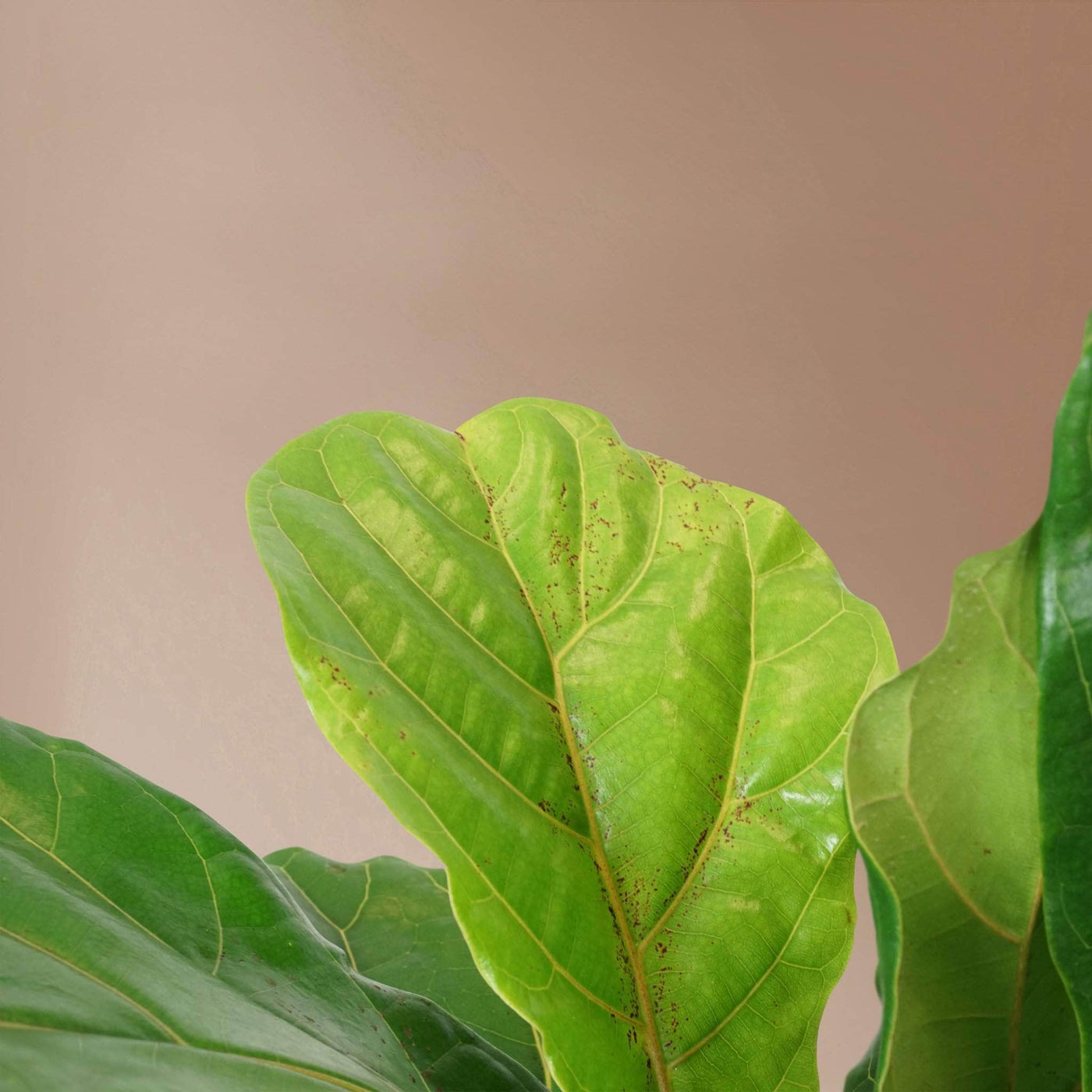 Large Fiddle Leaf Fig (bush) - Pafe Plants 1