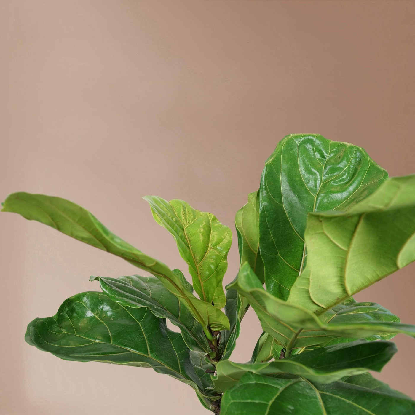 Large Fiddle Leaf Fig (bush) - Pafe Plants 2