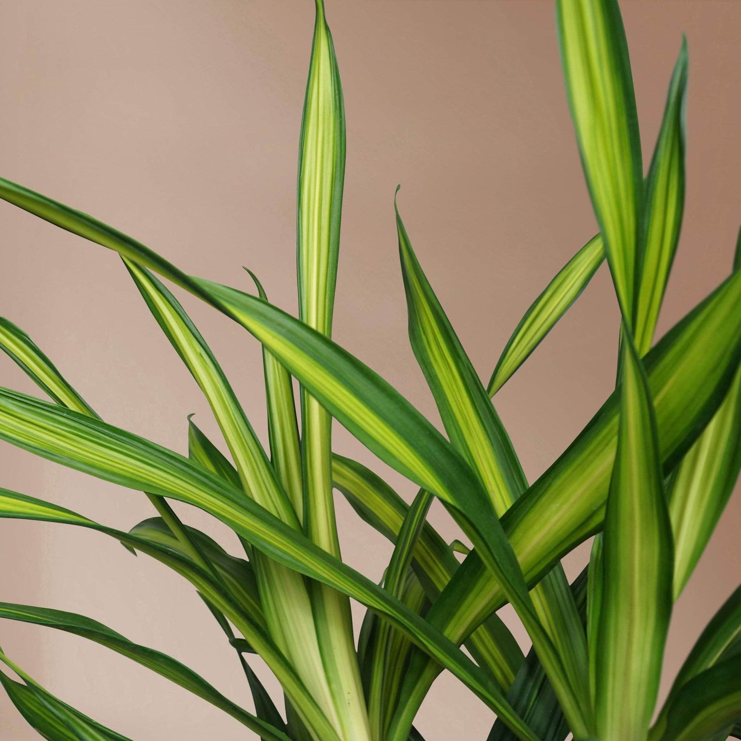 3-5 FT Dracaena Deremensis 'Rikki' – Dahing Plants