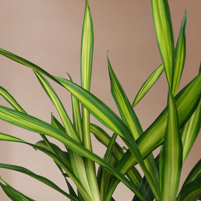 Large Dracaena Deremensis 'Rikki' - Pafe Plants 1