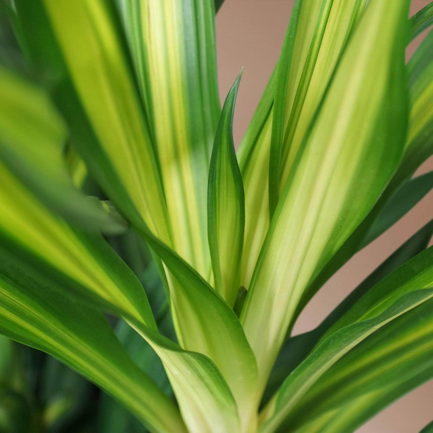 Large Dracaena Deremensis 'Rikki' - Pafe Plants 3