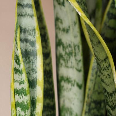 Large Snake Plant (trifasciata) - Pafe Plants 1