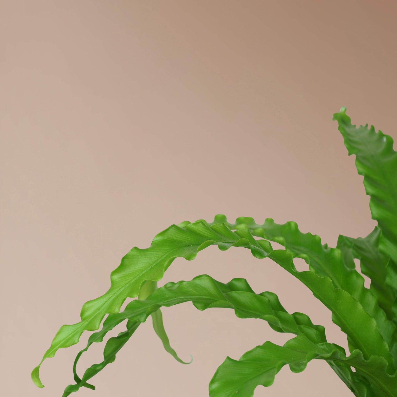 birds nest fern cost Medium Birds Nest Fern