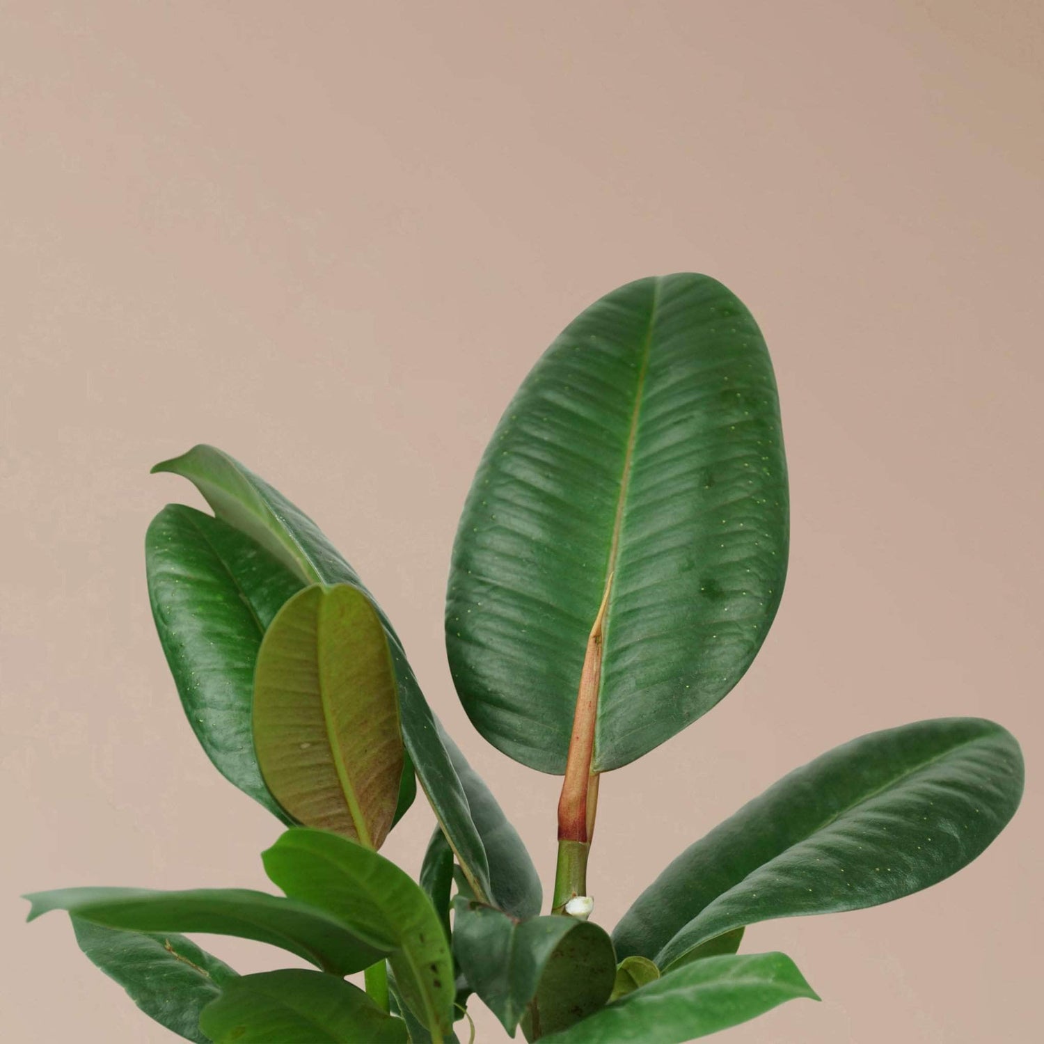 rubber tree new leaves Buy Rubber Tree bush Online | Easy Care House Plant