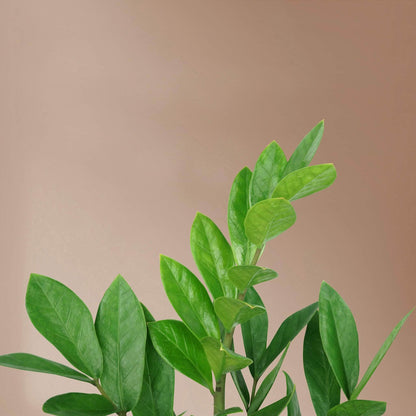 black dots on zz plant Medium Potted ZZ Plant | Easy-Care Plant