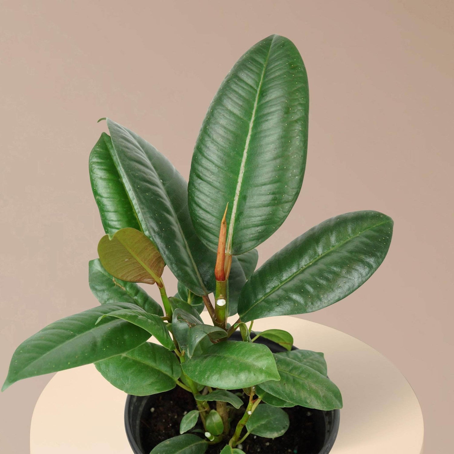 Medium Rubber Plant- Pafe Plants 2