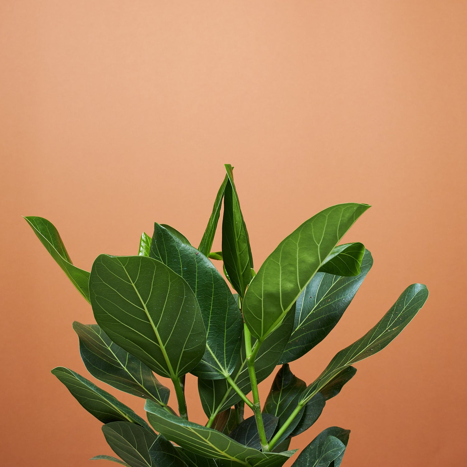 ficus audrey bush Ficus Audrey Bush Houseplant with Planter - Large (3-3.5' tall) Sand Planter