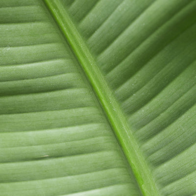 Full Size Bird Of Paradise - Pafe Plants 3