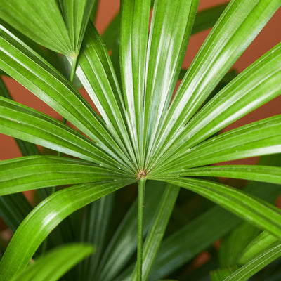 Full Size Lady Palm - Pafe Plants 2