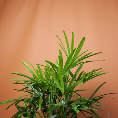 Full Size Lady Palm - Pafe Plants 1