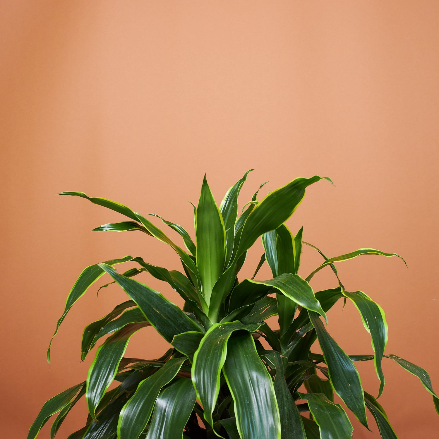 dracaena leaves curling Large Dracaena Carmen