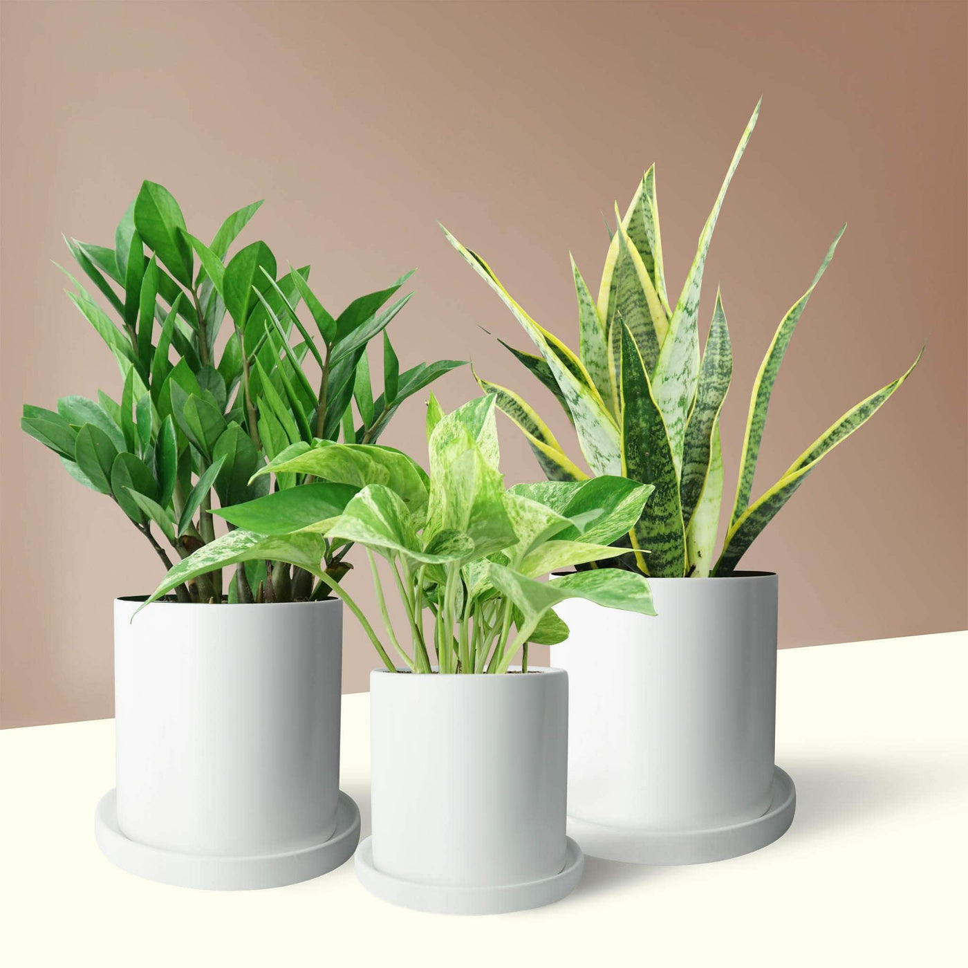 Easy Care Trio - Pafe Plants 2