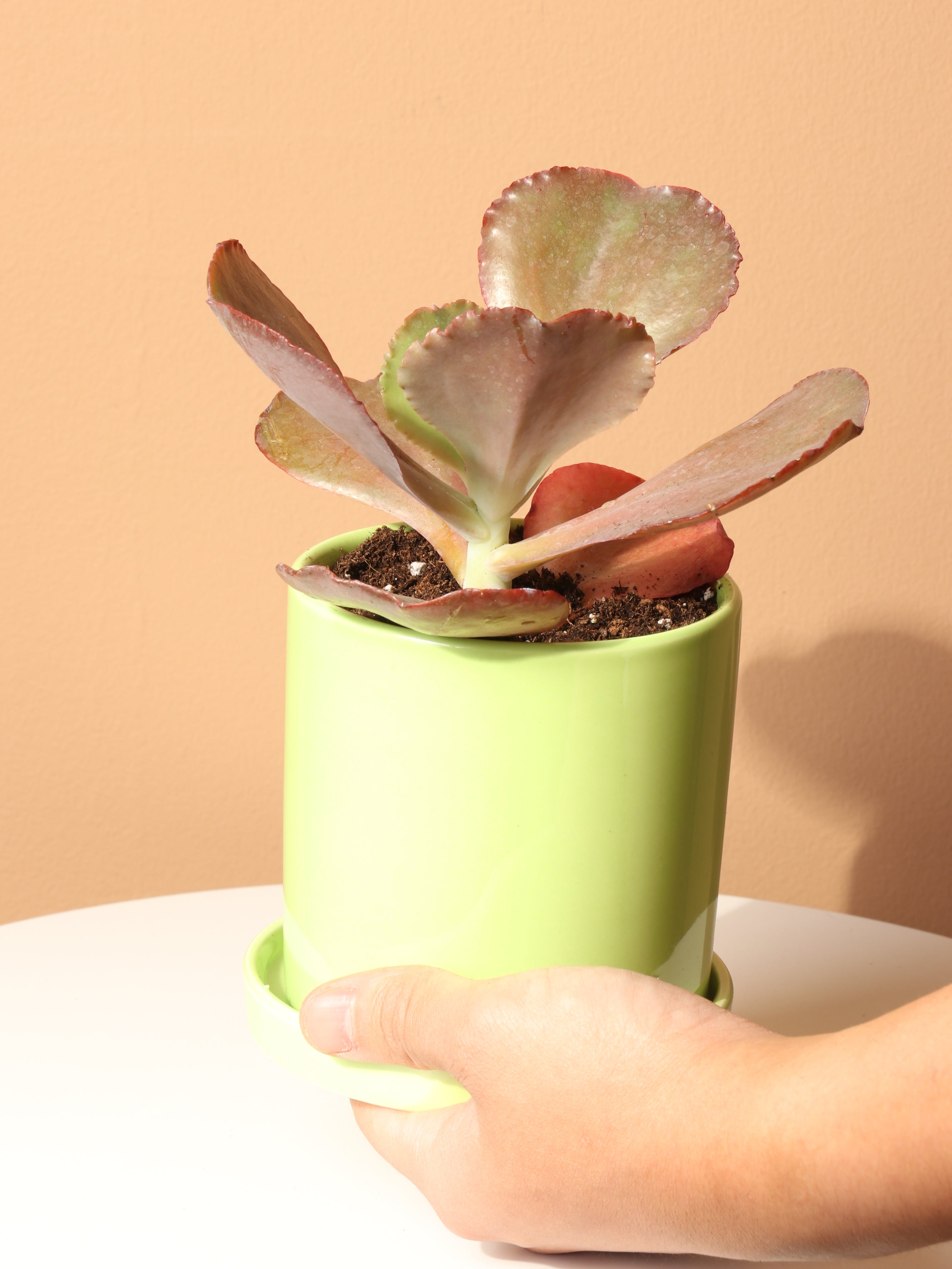 Small Echeveria Bittersweet Succulent