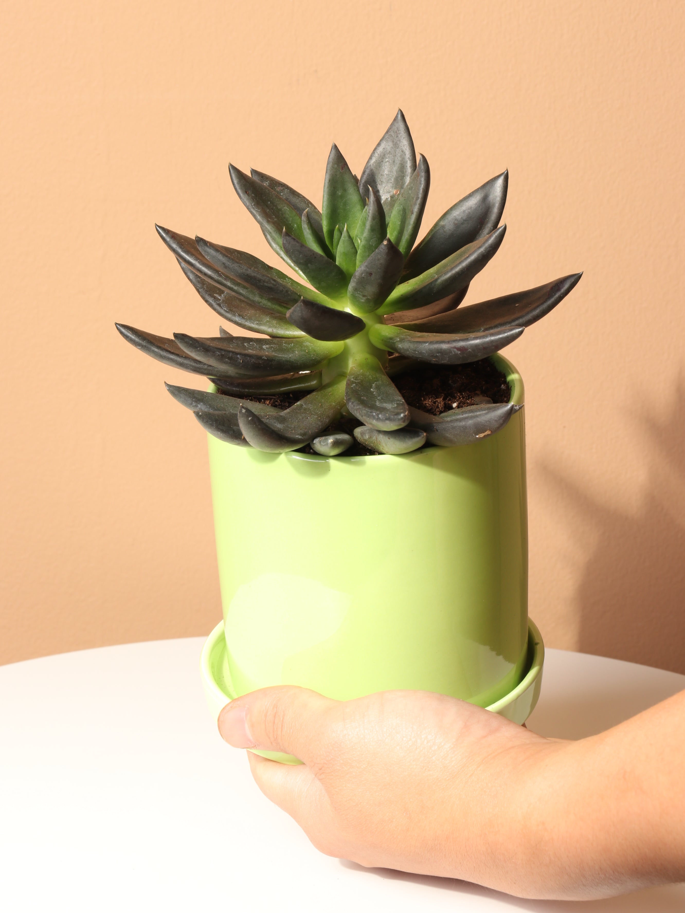 Small Echeveria Black Knight Succulent