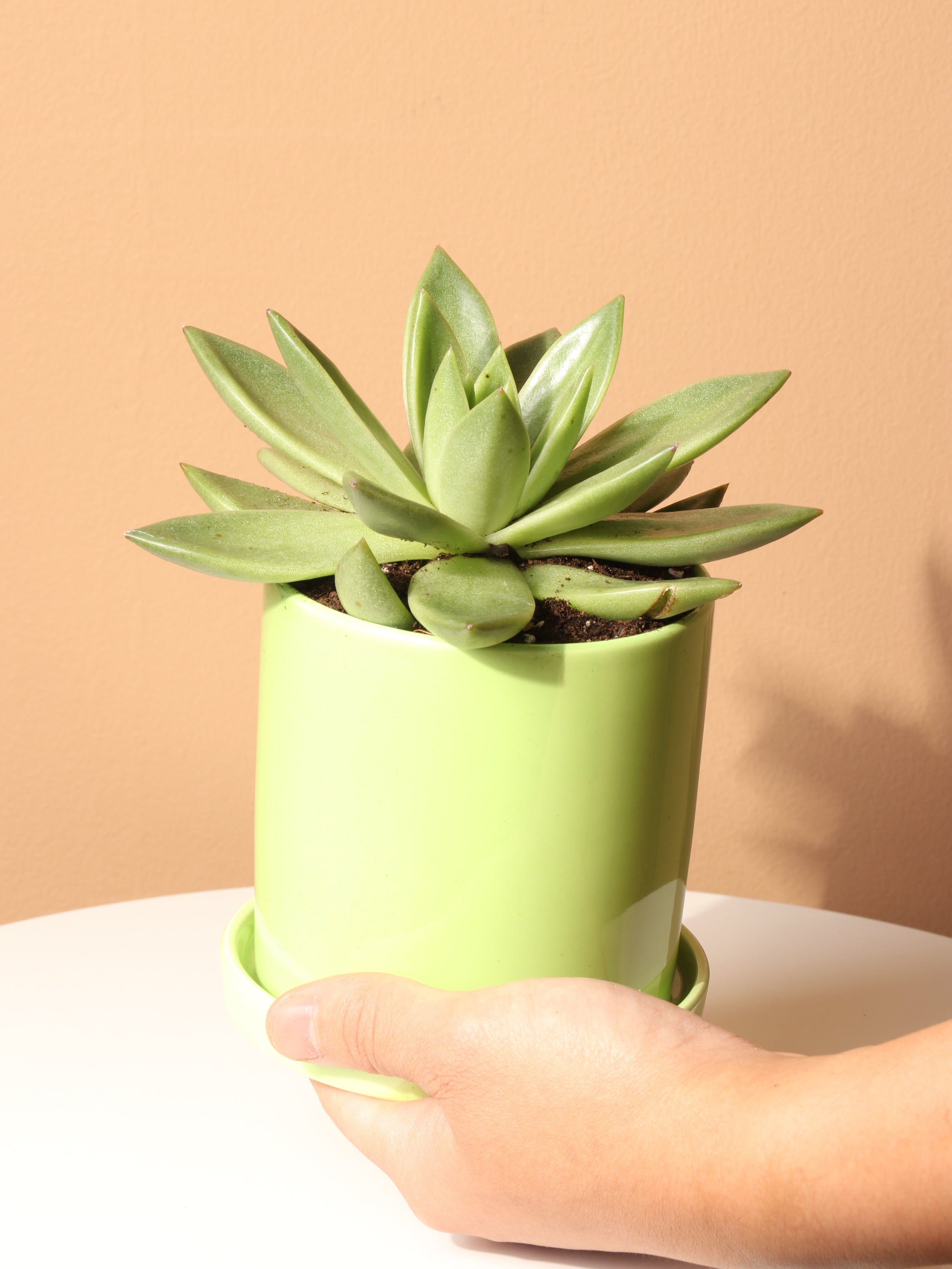 Small Echeveria Agavoides Succulent