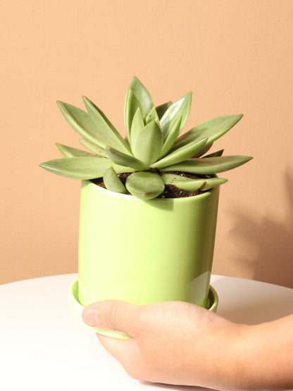 Small Echeveria Agavoides Succulent