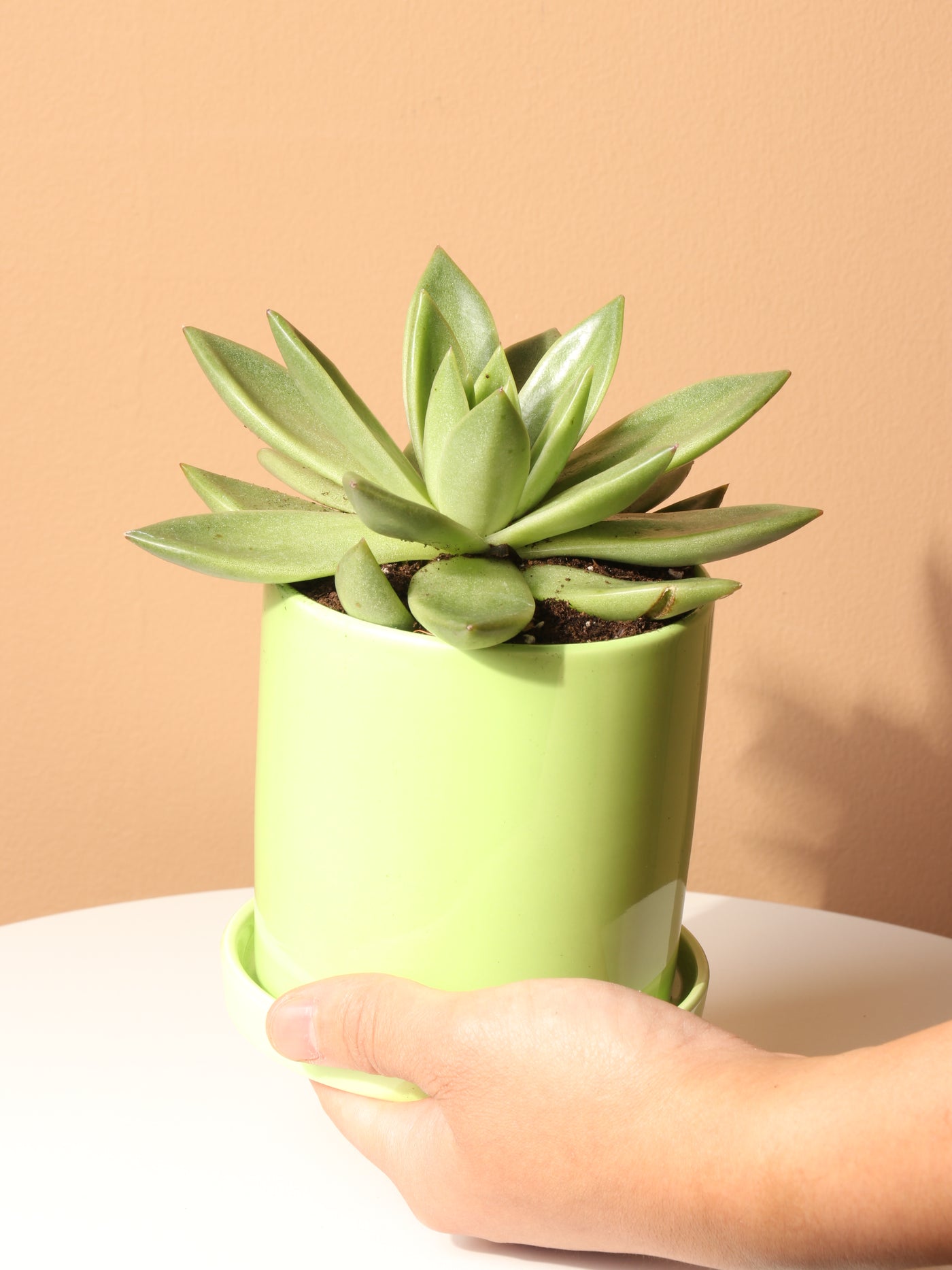 Small Echeveria Agavoides Succulent