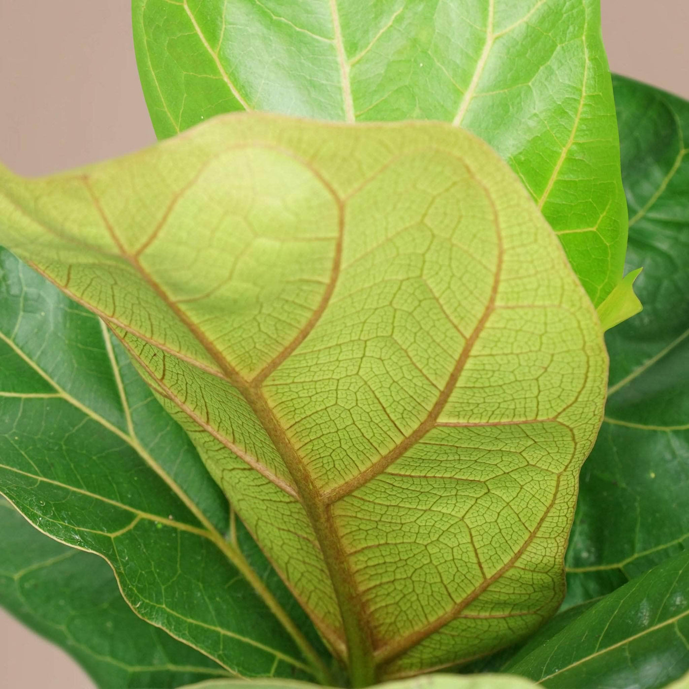 Medium Fiddle Leaf Fig - Pafe Plants 1