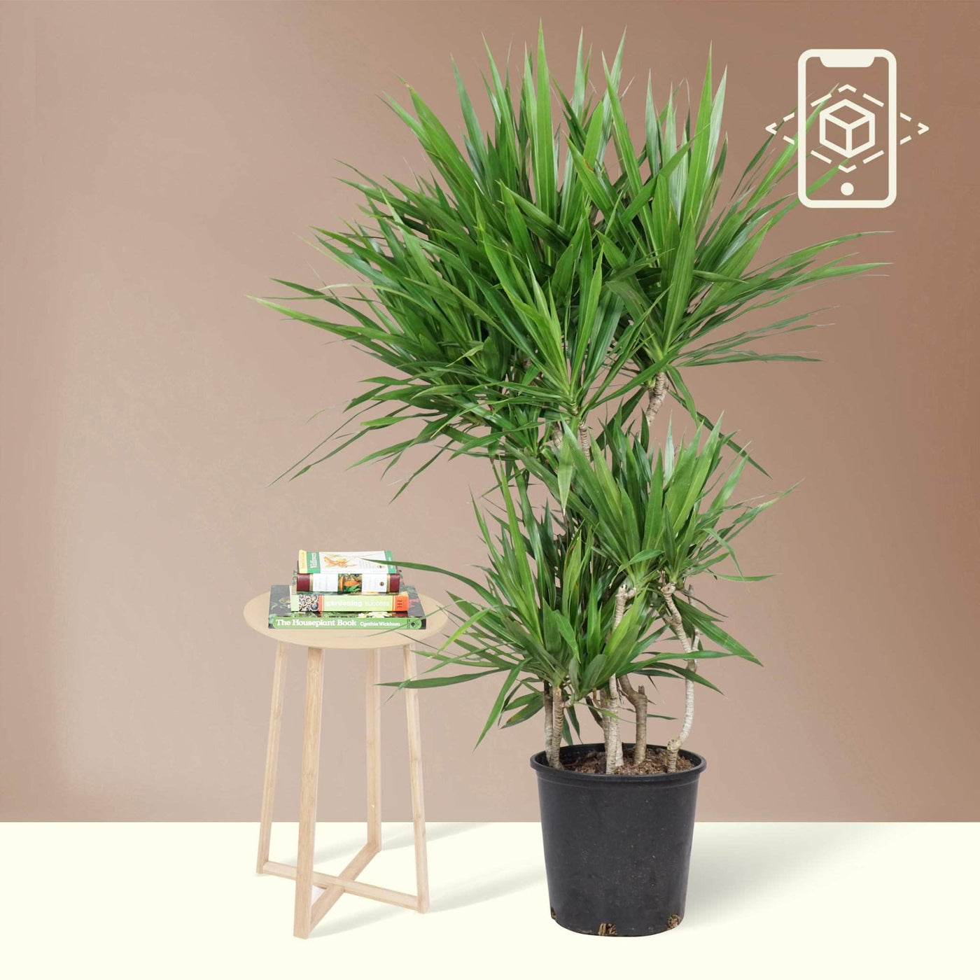 Full Size Dracaena Tarzan Branch