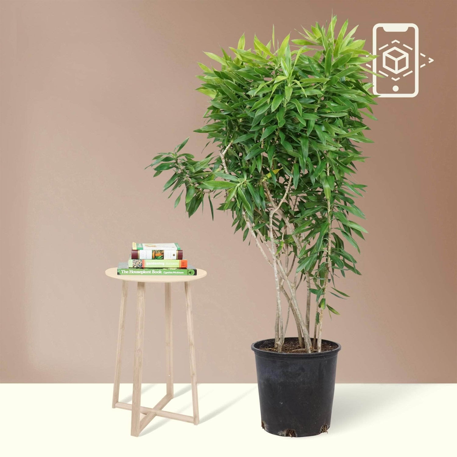 dracaena plant walmart Full Size Dracaena 'Reflexa' Solid