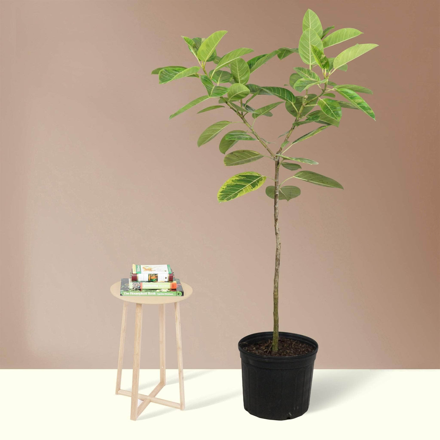 Full Size Audrey Ficus Variegated - Pafe Plants