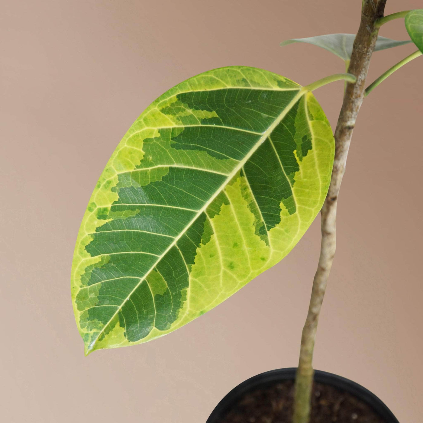Full Size Audrey Ficus Variegated - Pafe Plants 2