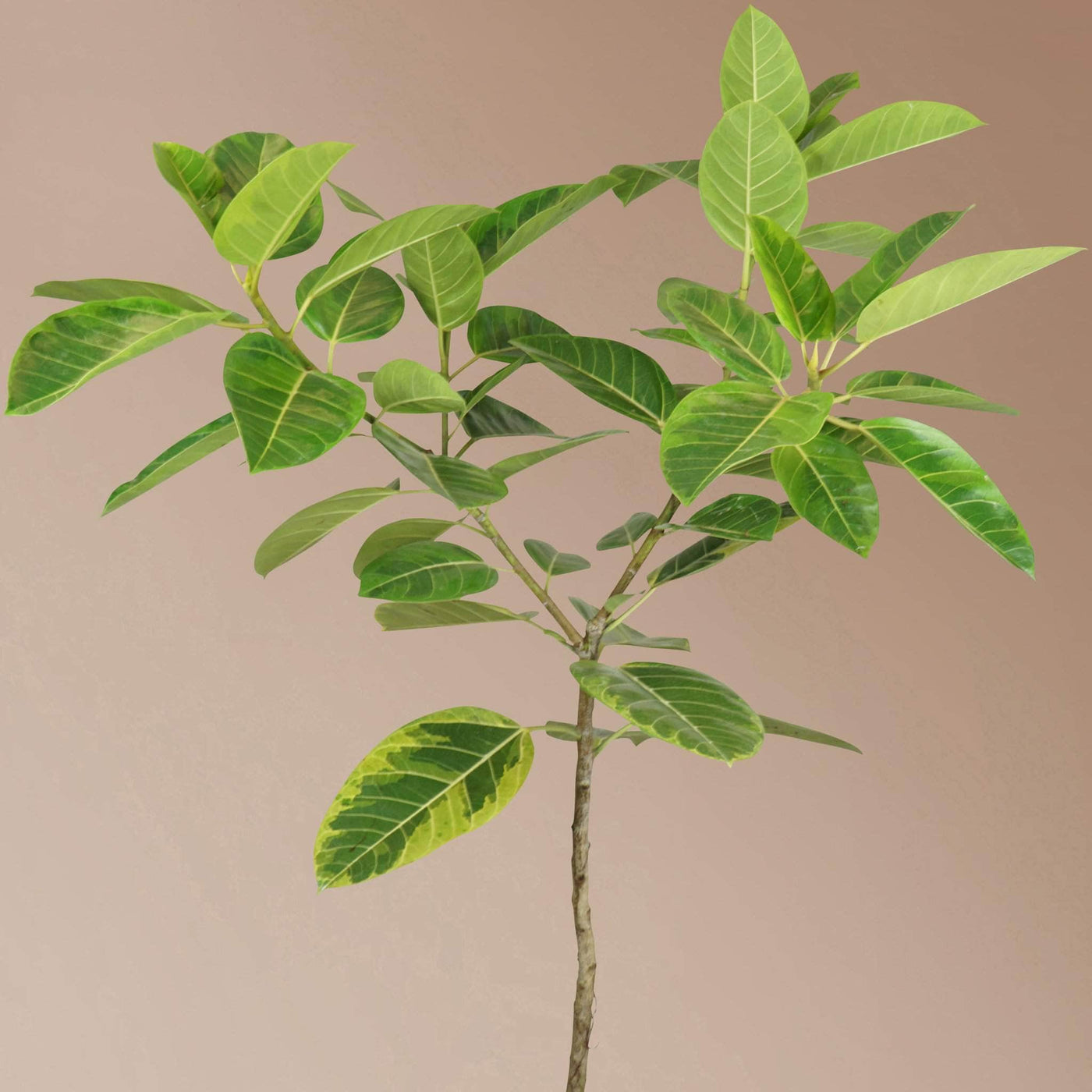 Full Size Audrey Ficus Variegated - Pafe Plants 3