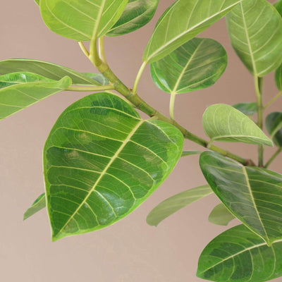 Full Size Audrey Ficus Variegated - Pafe Plants 4