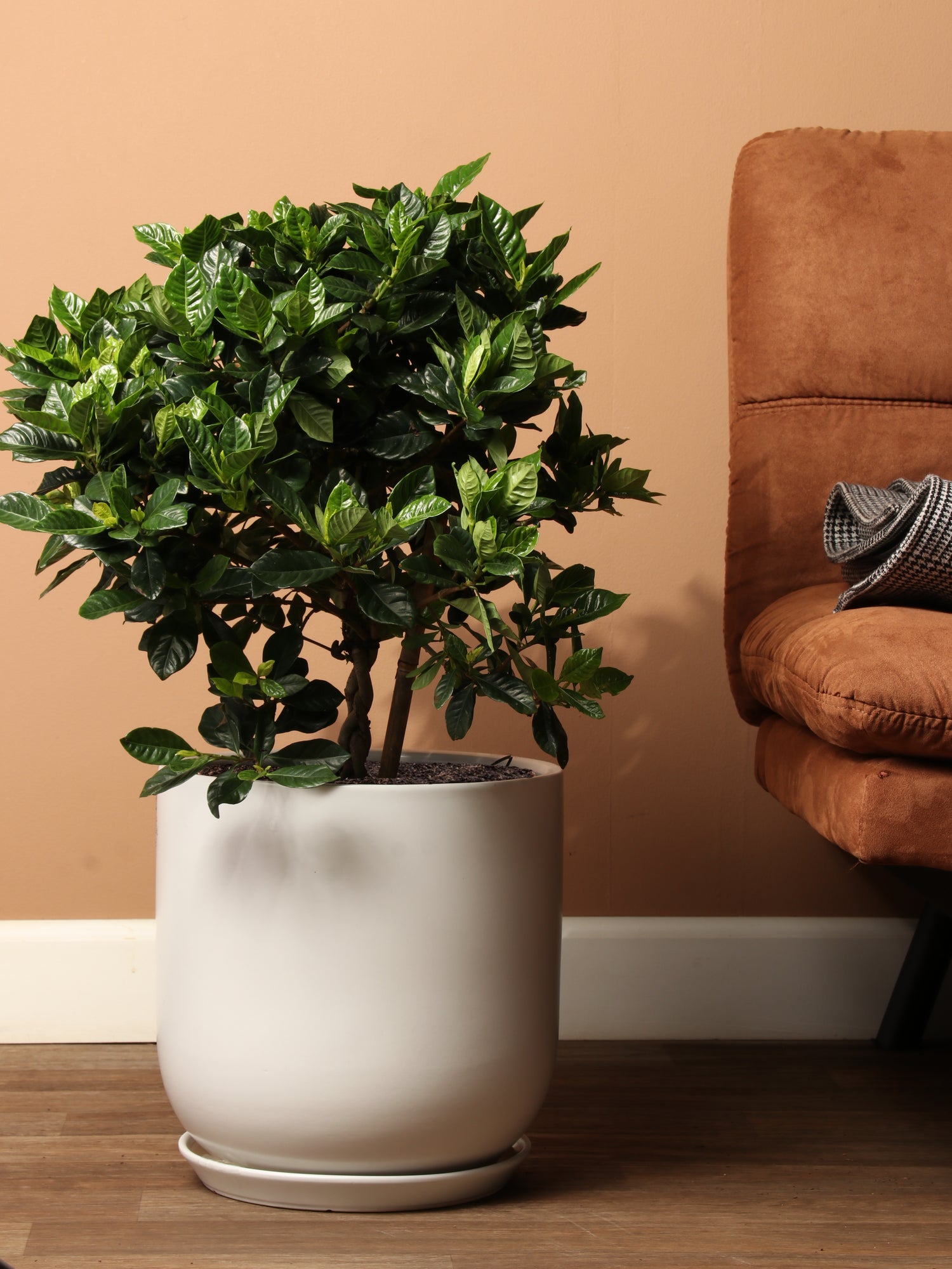 gardenia plant indoor 3-5 FT Gardenia – Dahing Plants