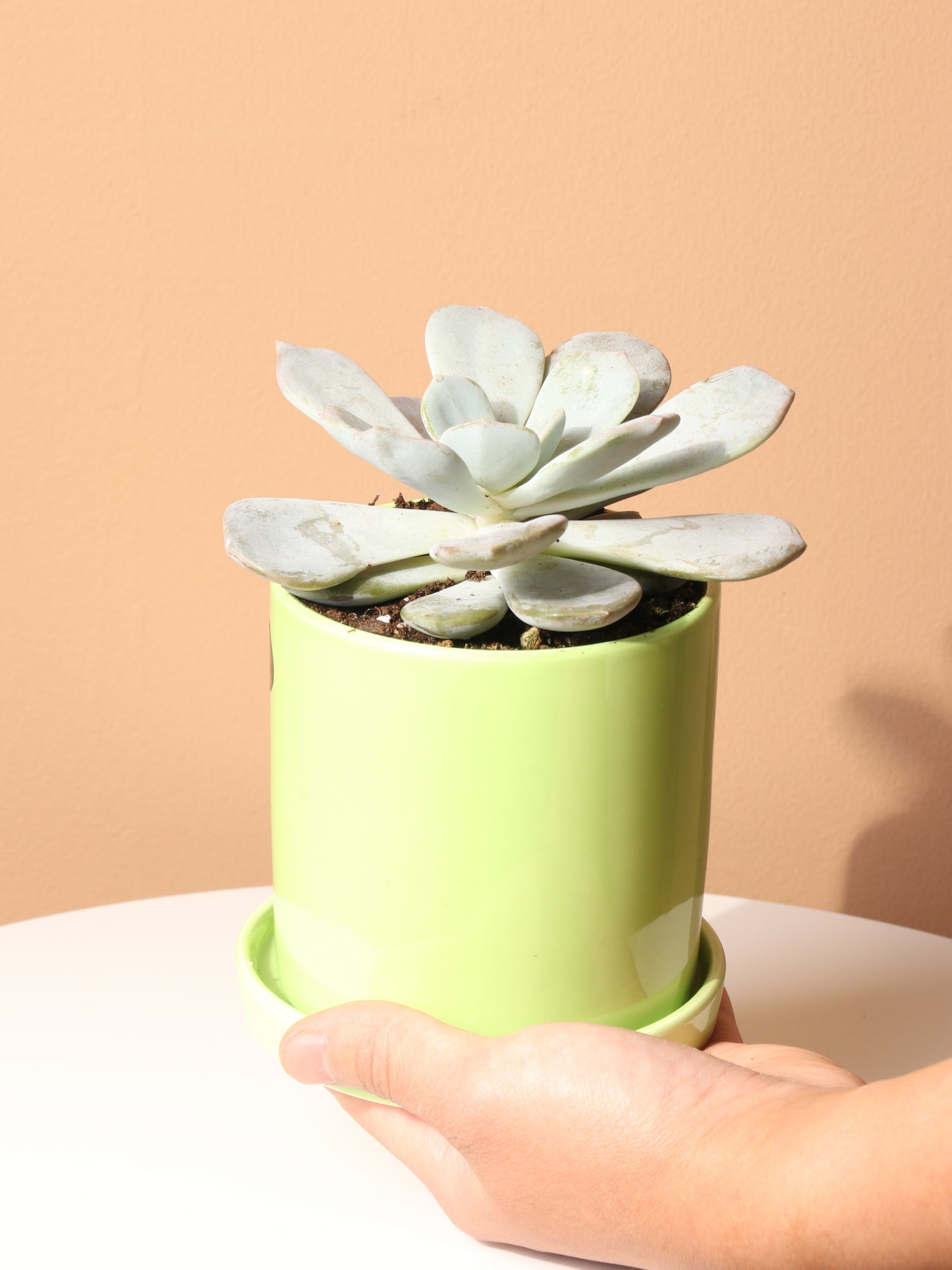 succulent plants online shopping Buy Ghost Echeveria Succulent Online | Succulent