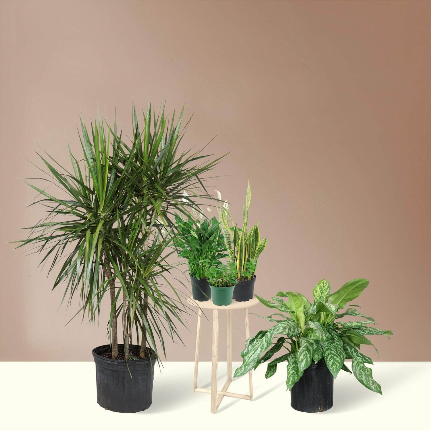 Housewarming Jungle Pack