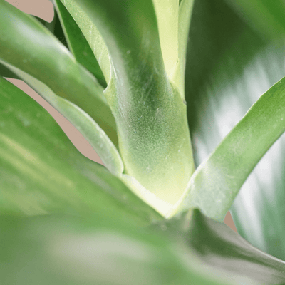 Large Dracaena ‘Janet Craig' (Bush) - Pafe Plants 1