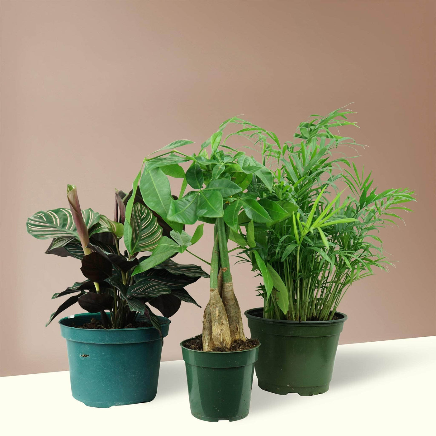 Pet-friendly Trio - Pafe Plants