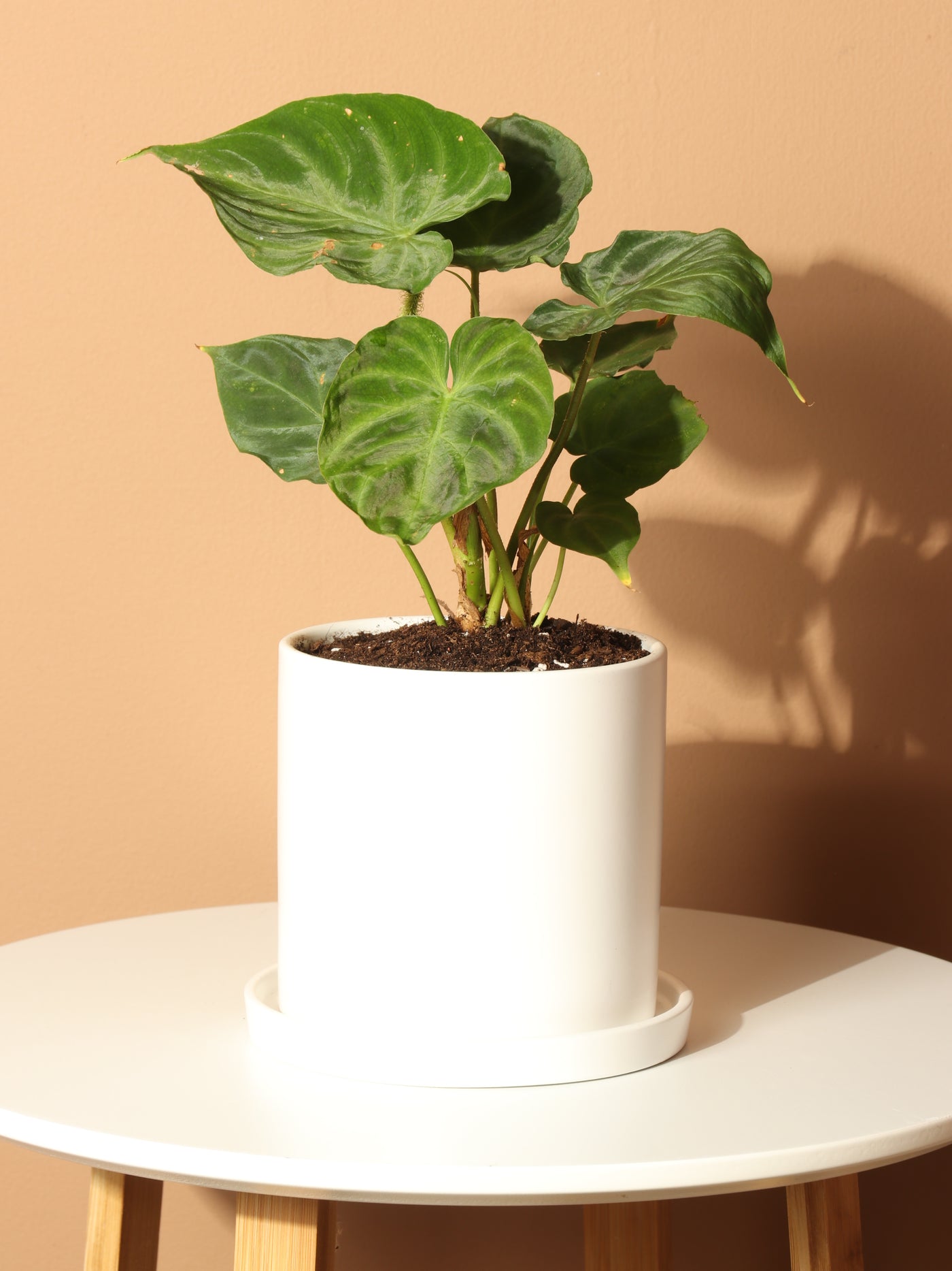 Small Philodendron Verrucosum