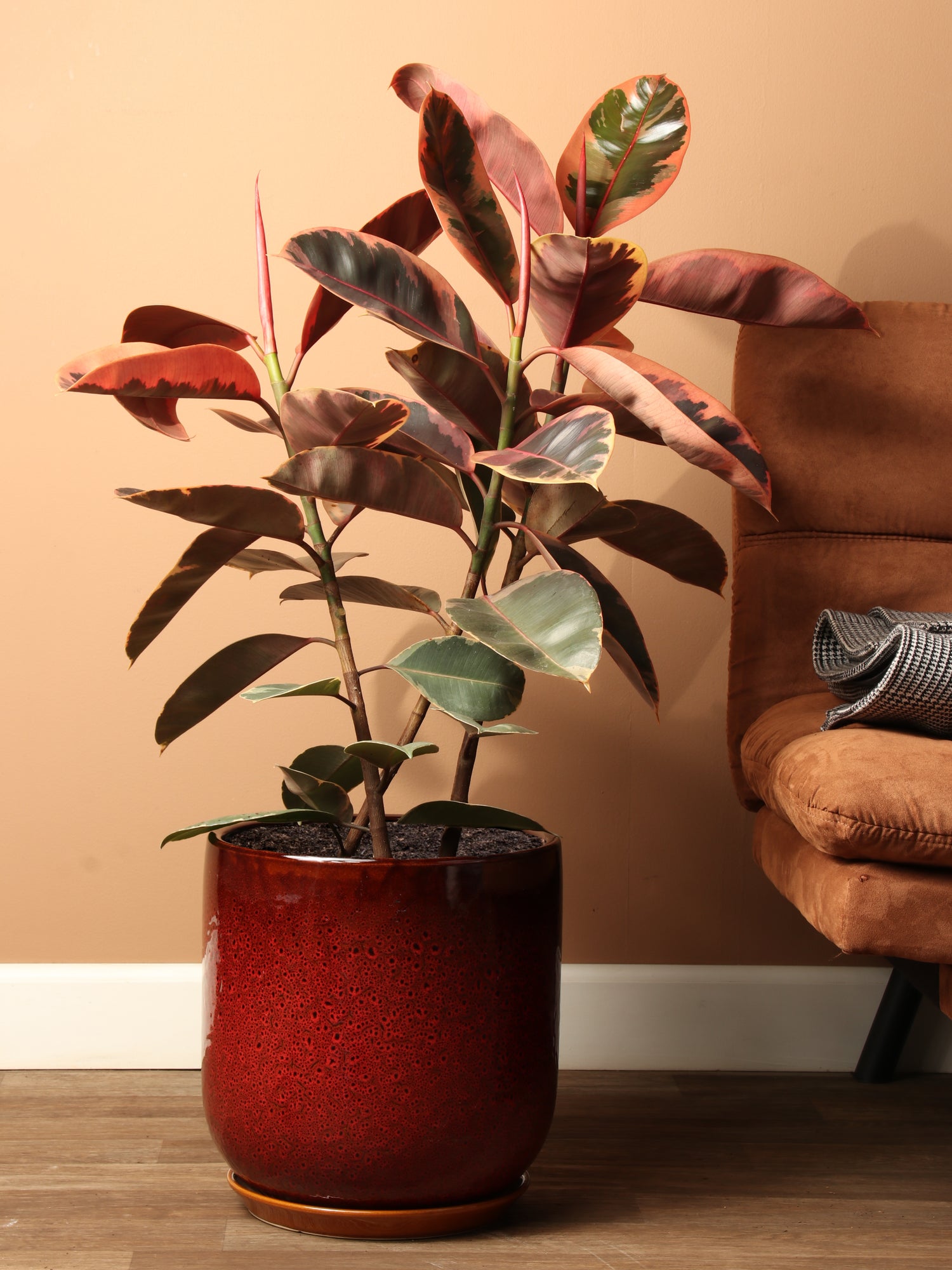 ruby rubber tree price Large Ruby Rubber Tree (Ficus Elastica Ruby)