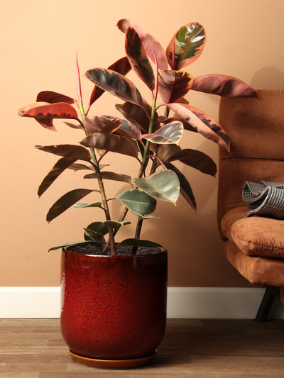 Large Ruby Rubber Tree (Ficus Elastica Ruby)