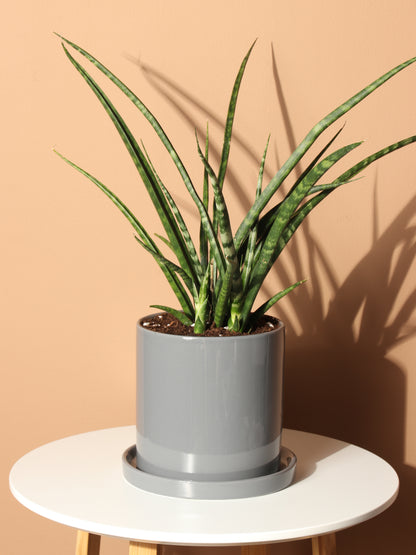 Sansevieria Fernwood For Sale Including Care Guide Medium / Eco Pot / Coconut