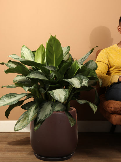 Full Size Aglaonema Silver Bay