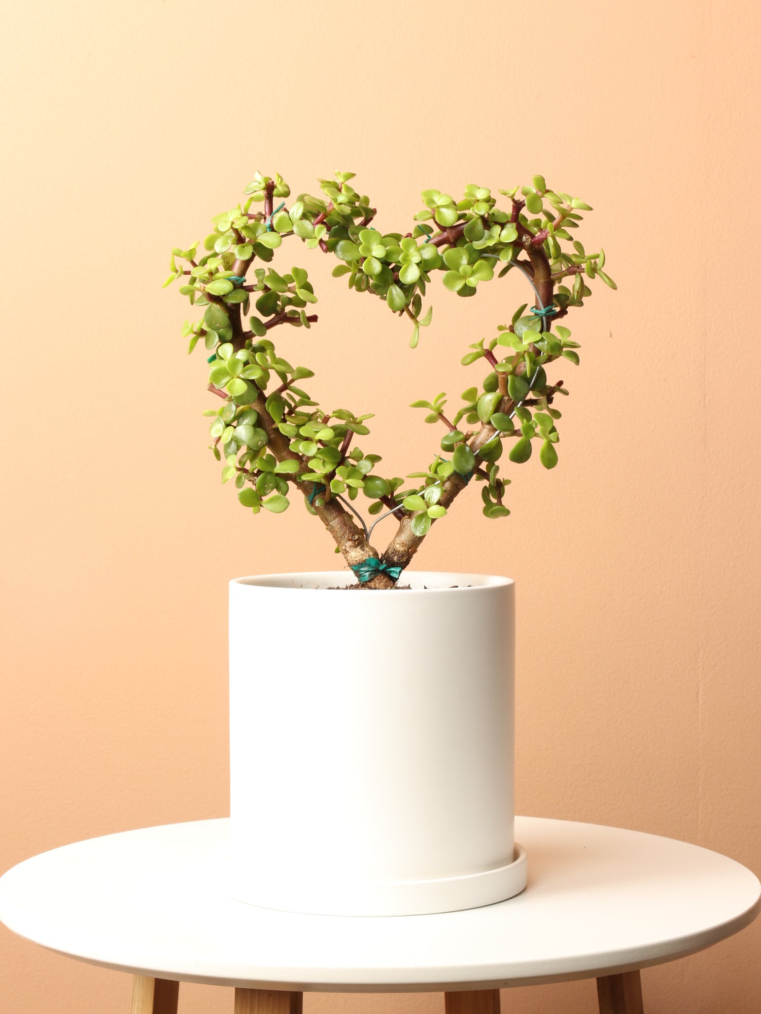 succulent in elephant pot Buy Succulent Heart (Elephant Bush) Online | Succulent