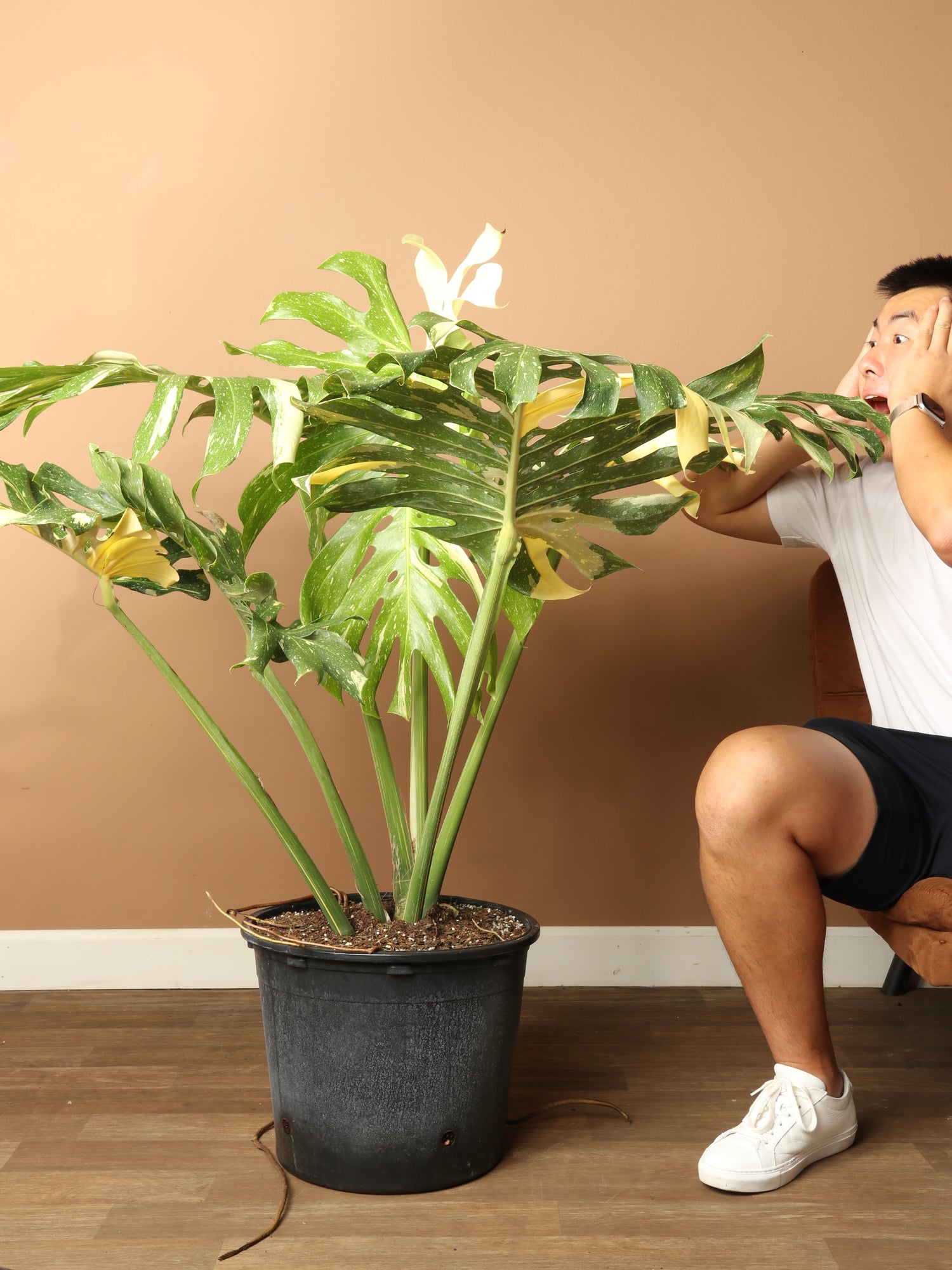 monstera thai constellation large Monstera