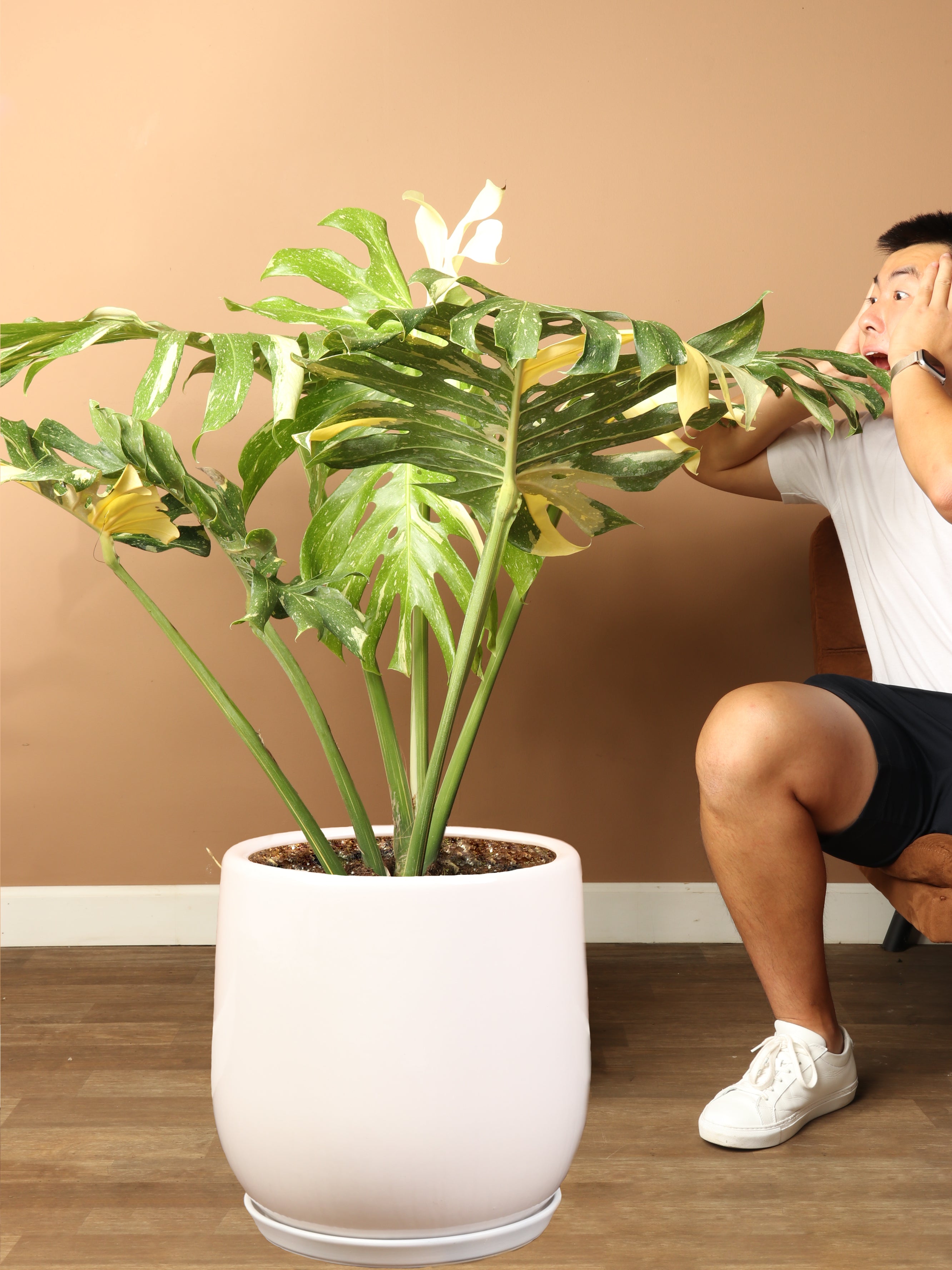 Full Size Monstera &