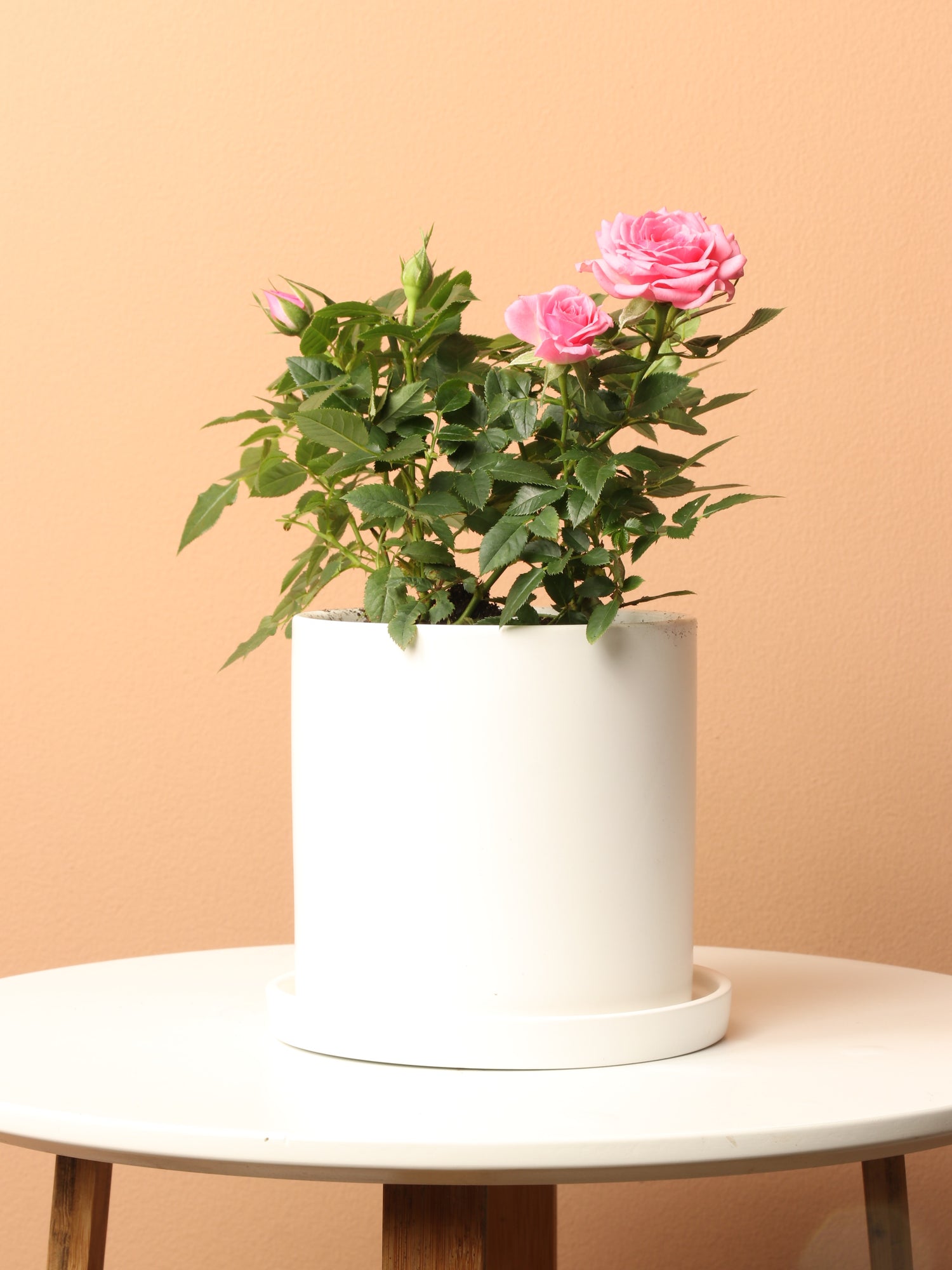 small indoor rose plants Small Mini Rose (Pink) – Dahing Plants