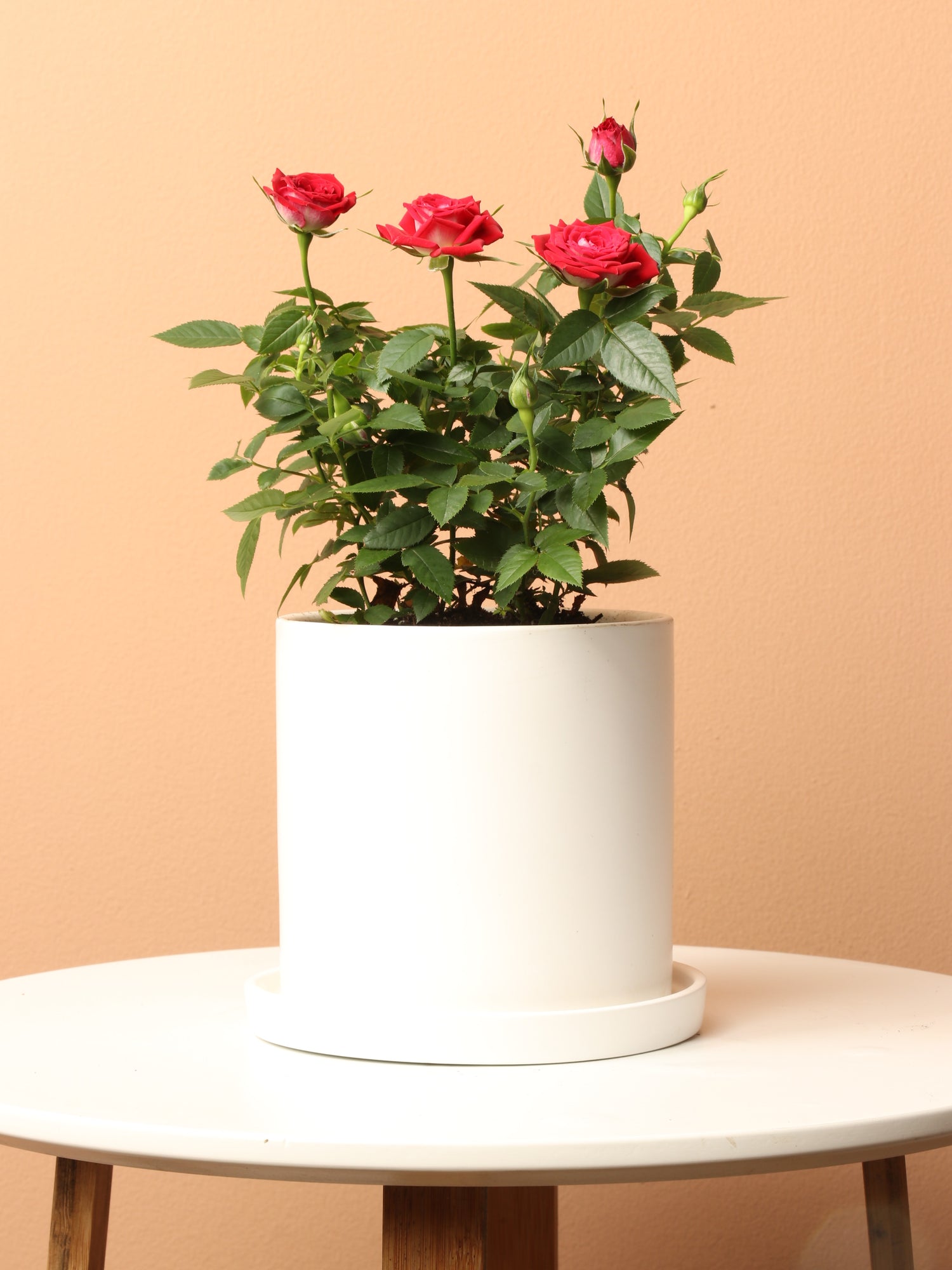 miniature rose pot plant care Small Mini Rose (Red)