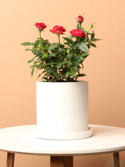 Small Mini Rose (Red)